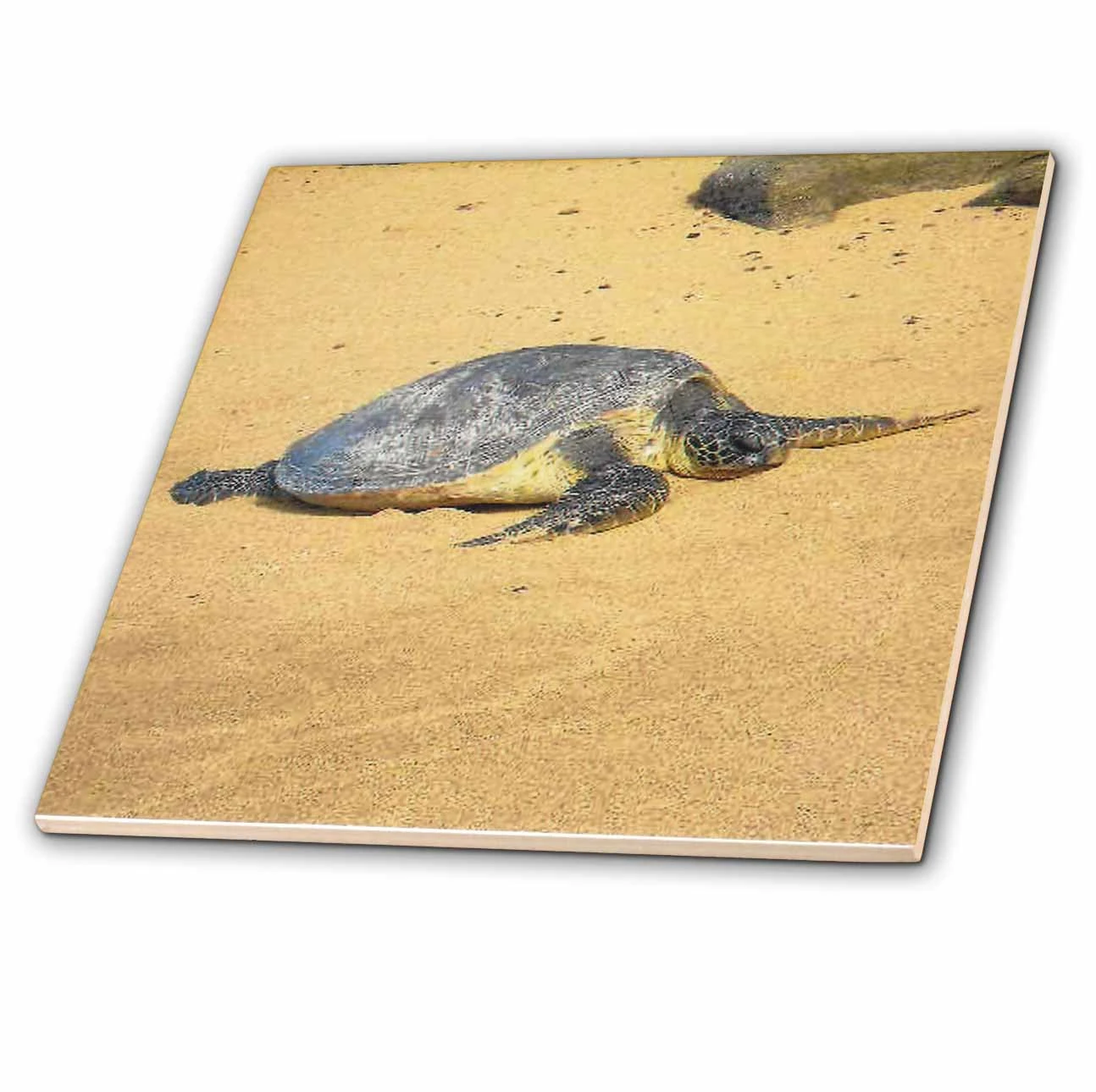 3dRose Sea Turtle On Na Pali Coast Hawaii - Ceramic Tile, 4-inch 1 3dRose Sea Turtle On Na Pali Coast Hawaii - Ceramic Tile, 4-inch